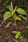 Cuban copperleaf